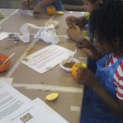 Mummies using oranges at The Bromley Museum